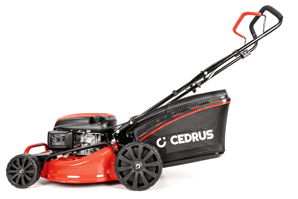 Cedrus muruniiduk CEDKS48 4